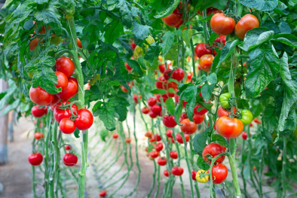 Выращиваем богатый урожай томатов в условиях засушливого лета